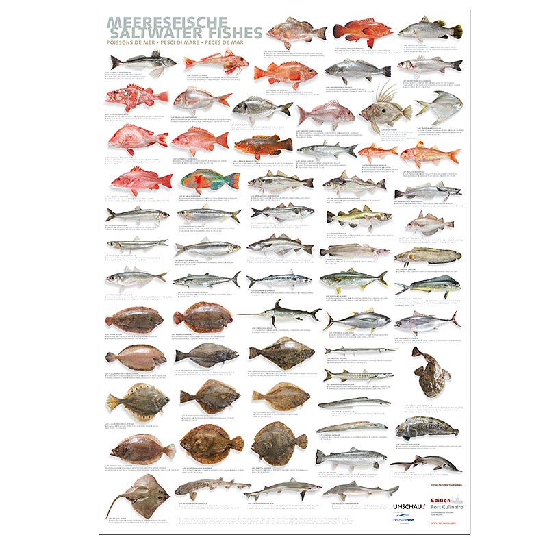 Port Culinaire – köksaffisch med havsfiskar (59,4 x 84 cm), 1 st