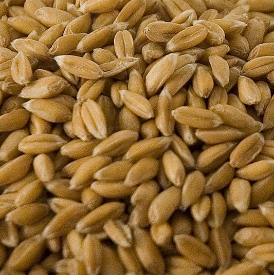 Spelt, hel, skalad, ekologisk, 1 kg