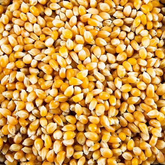 Popcornmajs, ekologisk, 1 kg
