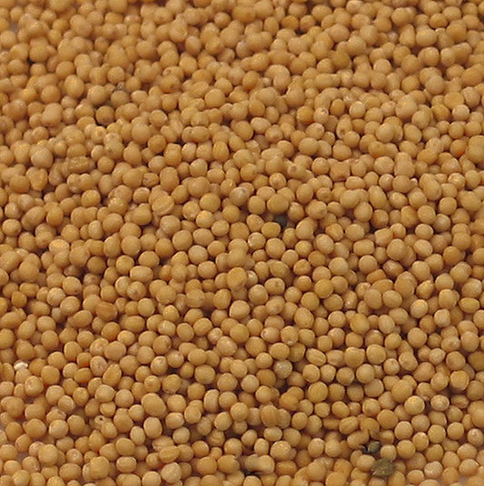 Senapsfrön, ljusa, 1 kg