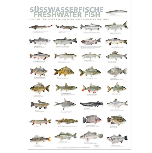 Port Culinaire – köksaffisch sötvattensfiskar (59,4 x 84 cm), 1 st