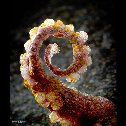 Tasty Bites "Octopus-Kimshi" – fingermat på risbas för fritering, 160 g, 215 st