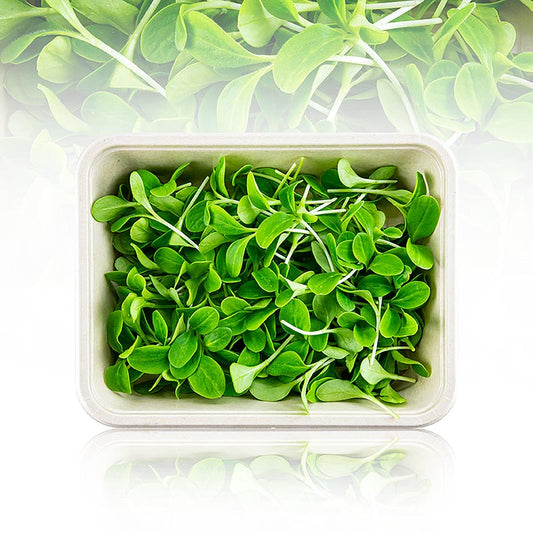 Fullpackade microgreens "borage", mycket unga blad/groddar, 50 g