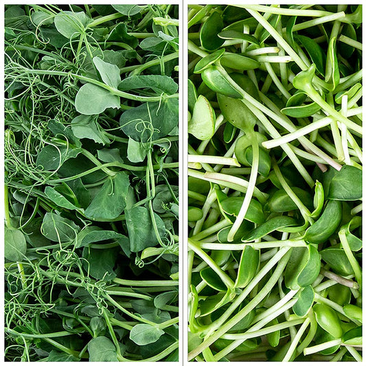 Fullpackad Microgreens MIX "Solros / Ärta", unga blad / groddar, 200 g