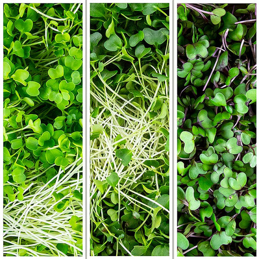 Fullpackade mikrogrönsaker MIX "Broccoli/grönkål/rödkål", helt unga blad/groddar, 150 g