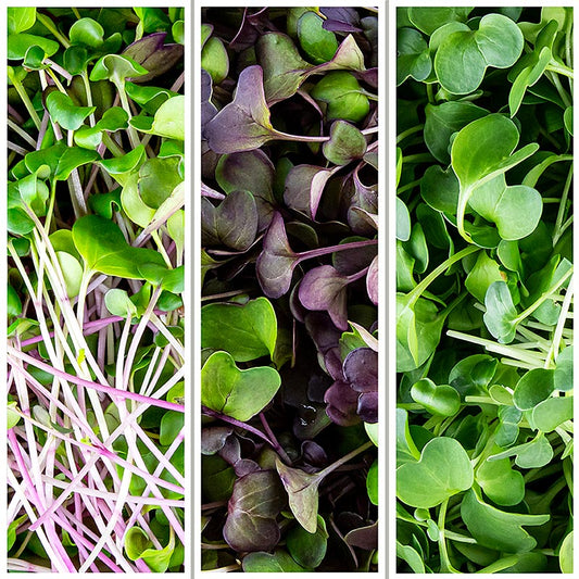 Fullpackad Microgreens MIX "Rädisa", mycket unga blad / groddar, 200 g