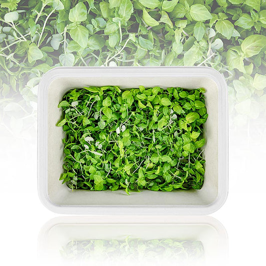 fullpackade Microgreens "ShisoGreens", unga blad / groddar, 25 g